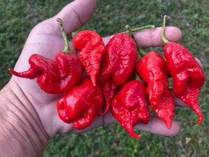 Primotalii Red (Pepper Seeds)