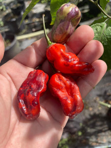 Purple BhutWrecker (Pepper Seeds)