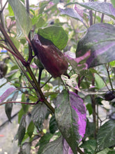 Load image into Gallery viewer, Bryan’s Vulcan Blood (Pepper Seeds)