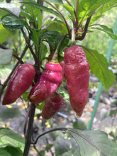 Load image into Gallery viewer, Pink Wendigo (T-E) (Pepper Seeds)