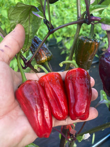 Bryan’s Klingon Blood (Pepper Seeds)