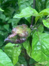 Load image into Gallery viewer, Purple Uprising Yellow (Pepper Seeds)