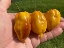 Load image into Gallery viewer, Purple Uprising Yellow (Pepper Seeds)