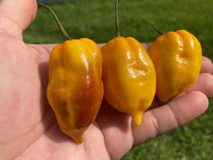 Purple Uprising Yellow (Pepper Seeds)
