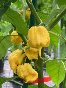 “Creamo” BOC X Primo (Cream) Pepper Seeds