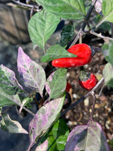 Load image into Gallery viewer, Trixster Red (Pepper Seeds)
