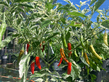 Load image into Gallery viewer, Tiger Thunder (Pepper Seeds)