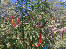 Load image into Gallery viewer, Daywalker (T-E) (Pepper Seeds)