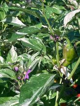 Load image into Gallery viewer, Thunder Nugs (Pepper Seeds)