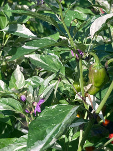 Thunder Nugs (Pepper Seeds)