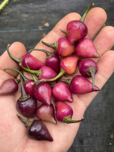 Chuparita (Mix)(T-E) (Pepper Seeds)