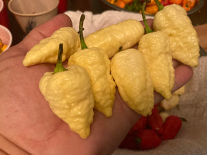 Falkor (T-E)(Pepper Seeds)