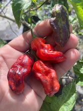 Load image into Gallery viewer, Purple BhutWrecker (Pepper Seeds)