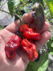 Purple BhutWrecker (Pepper Seeds)