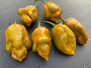 Golden Haze Horizon (Pepper Seeds)