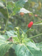 Load image into Gallery viewer, Peri Peri KZN (Pepper Seeds)