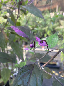 Red Trixster XD (Pepper Seeds)