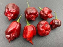 Load image into Gallery viewer, Maroon Voltron (T-E)(Pepper Seeds)