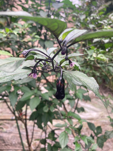 PurpleGum Black Cream (Pepper Seeds)