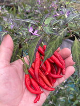 Load image into Gallery viewer, Lost Boys (T-E) (Pepper Seeds)