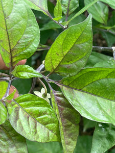 Purple Uprising Yellow (Pepper Seeds)