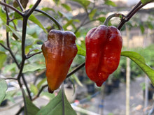 Load image into Gallery viewer, Crimson Horizon (Pepper Seeds)(Limited)