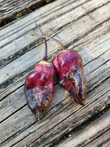 PJ XD (Pepper Seeds) (Pimenta Jolokia)