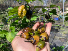 Load image into Gallery viewer, MonsterGum Leopard (Mustard)(Pepper Seeds)