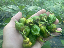 Load image into Gallery viewer, MonsterGum Leopard (Green)(Pepper Seeds)