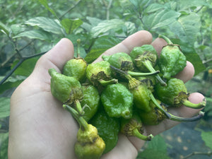 MonsterGum Leopard (Green)(Pepper Seeds)