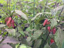 Load image into Gallery viewer, Pink Wendigo (T-E) (Pepper Seeds)