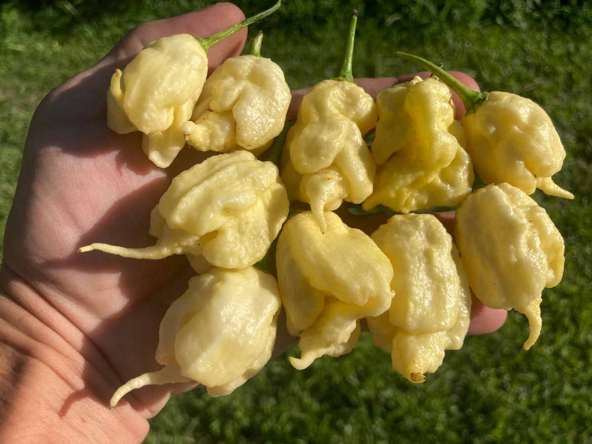 Bumpy Chilli Pepper White Ghost Scorpion Mix (Bumpy, XL, & Meringue) (Pepper Seeds) – Towns ...