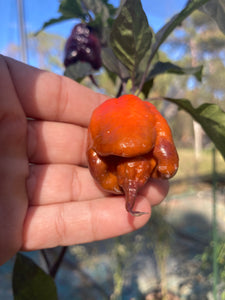 Voltron Caramel (T-E)(Pepper Seeds)