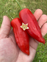 Load image into Gallery viewer, Aji Escabeche Pi260580 (Red)(Pepper Seeds)