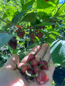 Chuparita (Mix)(T-E) (Pepper Seeds)