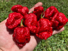 Load image into Gallery viewer, MedullaGum (Pepper Seeds)