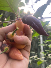 Load image into Gallery viewer, BBG Pink Horizon (Pepper Seeds)