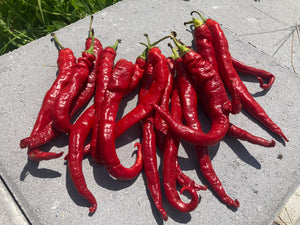dry chilli seeds for planting Doux Des Landes (Pepper Seeds) – Towns-End Chili & Spice