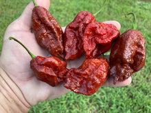 Load image into Gallery viewer, Ghost Scorpion Chocolate (T-E) (Pepper Seeds)