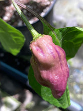 Load image into Gallery viewer, Purple BhutWrecker (Pepper Seeds)