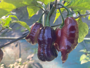 Maroon Voltron (T-E)(Pepper Seeds)