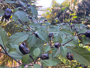 PurpleGum Black Cream (Pepper Seeds)