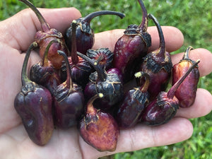 PurpleGum Black Cream (Pepper Seeds)