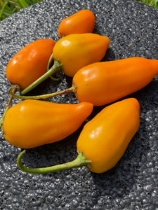 Aji Jamy (Pepper Seeds)