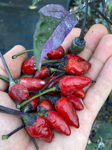 Trixster Red XD (Pepper Seeds)