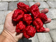 Load image into Gallery viewer, MedullaGum (Pepper Seeds)
