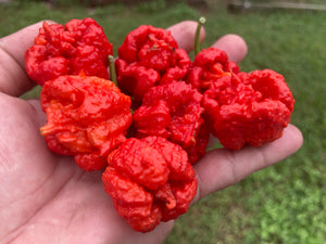 Carolina Reaper Red (Pepper Seeds)