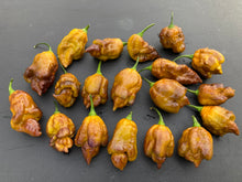 Load image into Gallery viewer, Golden Haze Horizon (Pepper Seeds)