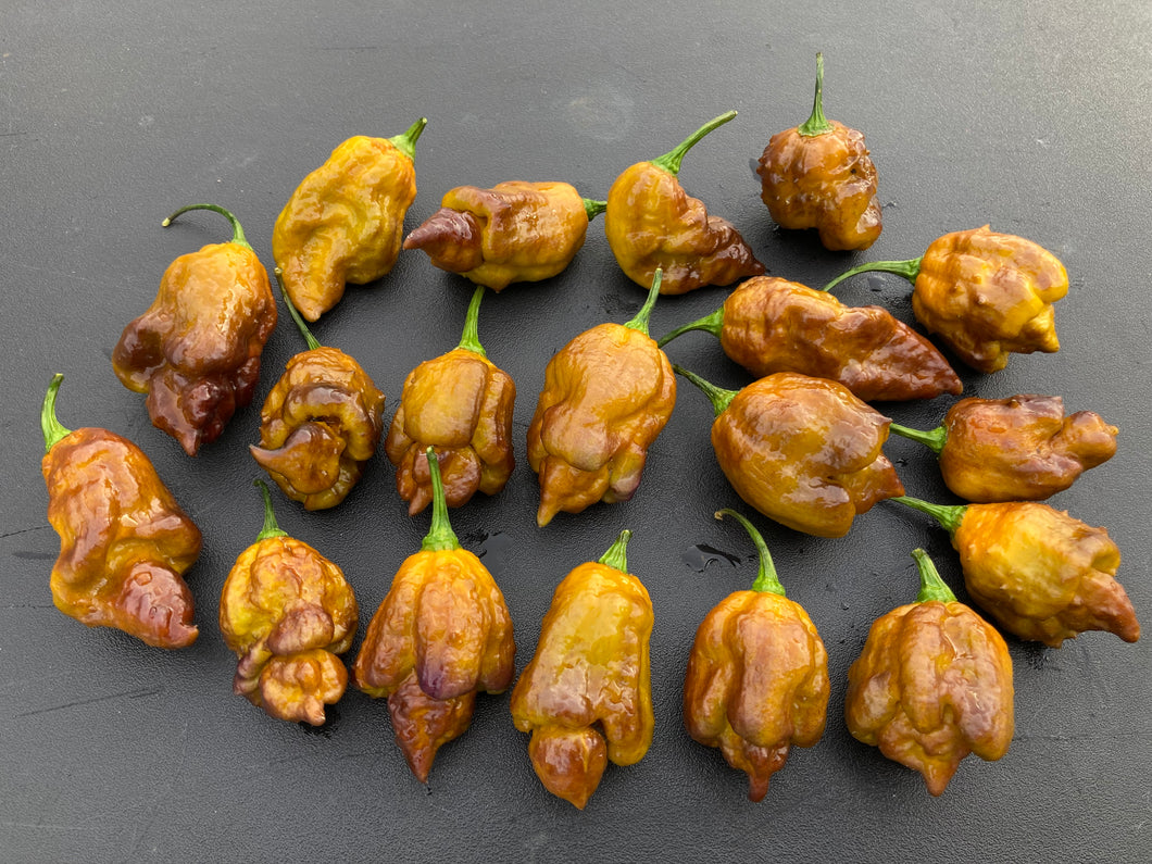 Golden Haze Horizon (Pepper Seeds)