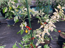 Load image into Gallery viewer, Tiger Anaheim (T-E Mix) (Pepper Seeds)